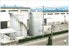 photo of Akita plant